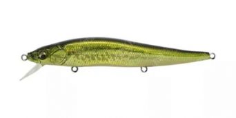 gg-bass