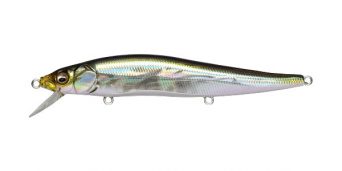 gg-il-tennessee-shad