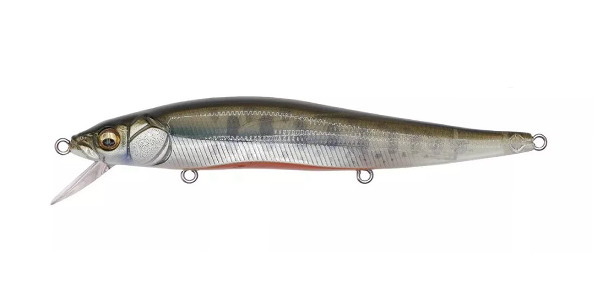Baby Trout