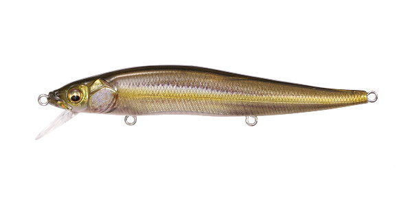 FA Striped Shiner